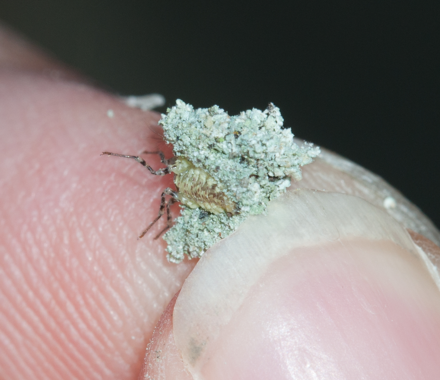 List 101+ Pictures Pictures Of Oak Mite Bites On Humans Updated