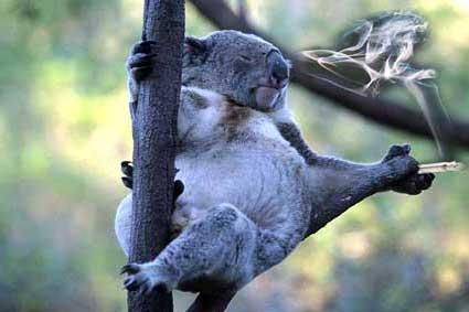 [koala2.JPG]