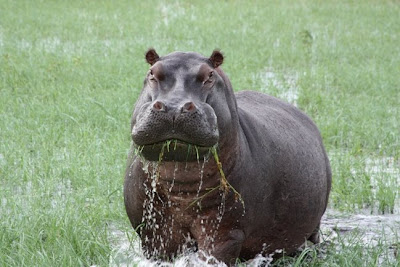 ippopotamo.JPG