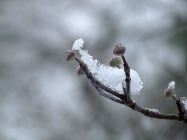 [Snowy+Dogwood+Buds.jpg]