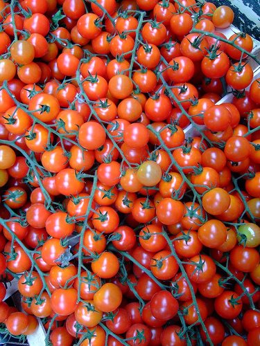 [246515987_fefc0f2ec1[1].jpg]