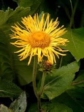 inula helnium