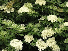 Elderflower