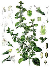 Melissa officinales