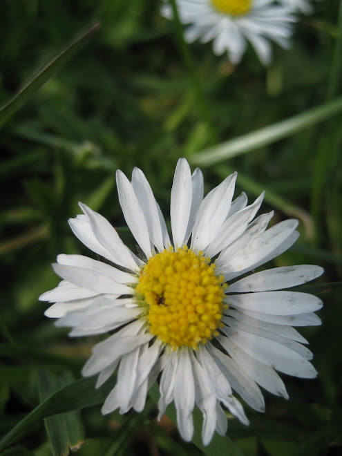 beautiful daisy