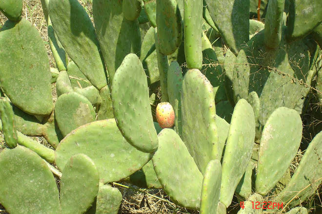 Bio Huerto de Tunas/ Nopales 2009