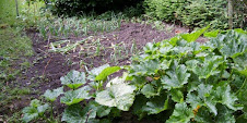the vegetable patch