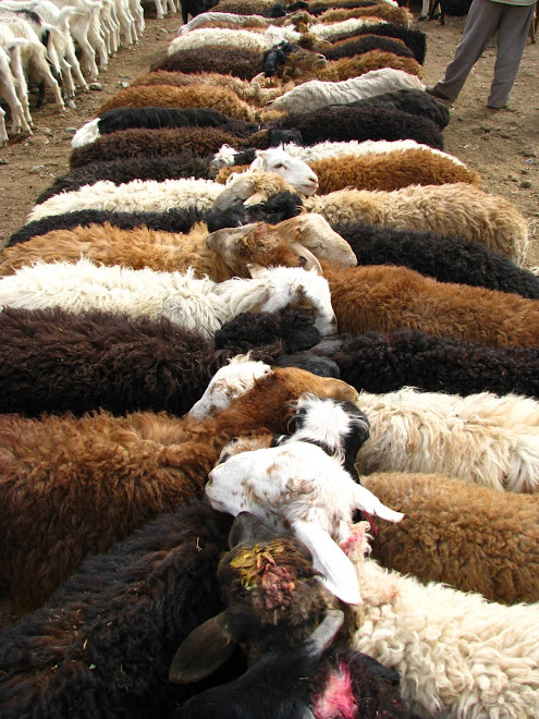 przewazaja owce i kozy