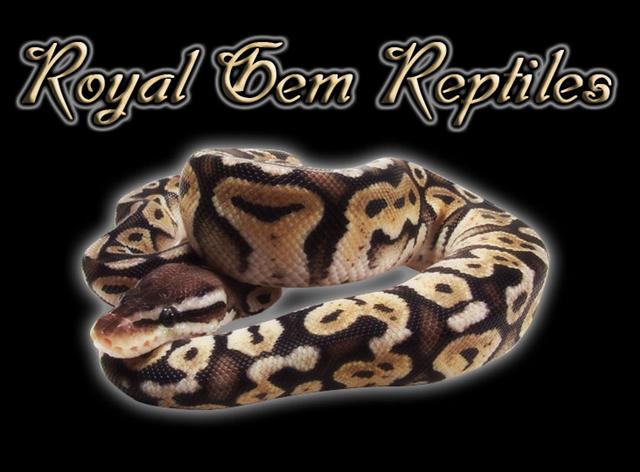 Royal Gem Reptiles