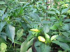 Vegetables Photo