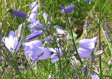 Dalarnas landskapsblomma