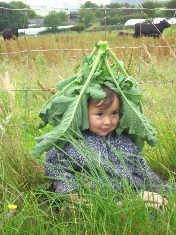 [cabbage.jpeg]