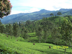 Teawalk