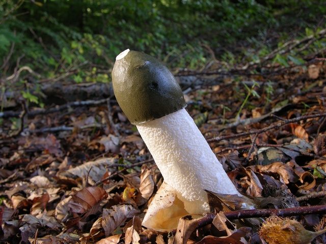 Svamp penis