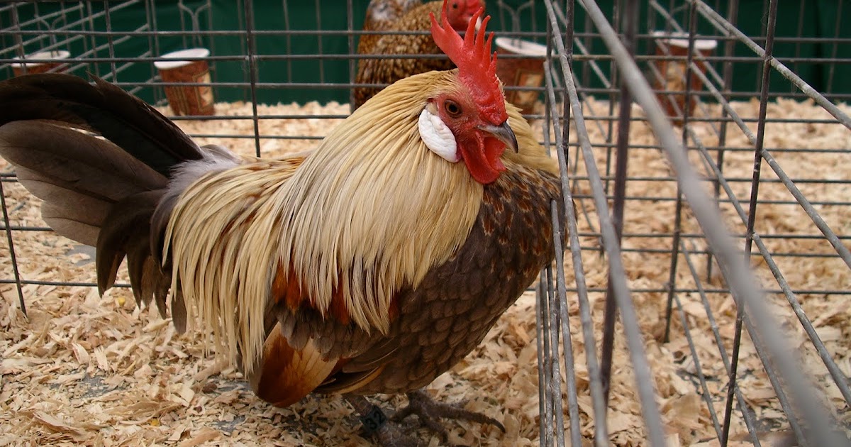 From The Backyard Beautiful Chickens at the San Diego County Fair