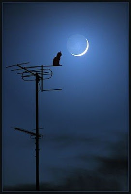 MOON NIGHT - Página 26 Solitario+gato+lua