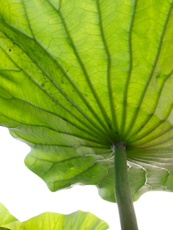lotus leaf drawing