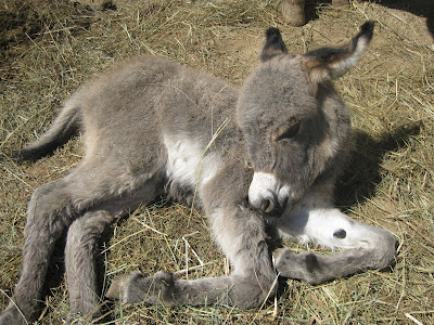 baby donkey images