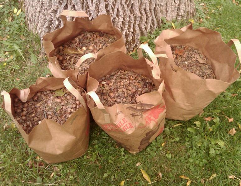 Oak Watch From bag o' debris to dinner?