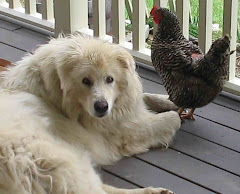 Dog and Chicken