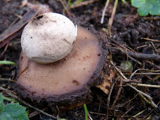 Spring Fungi