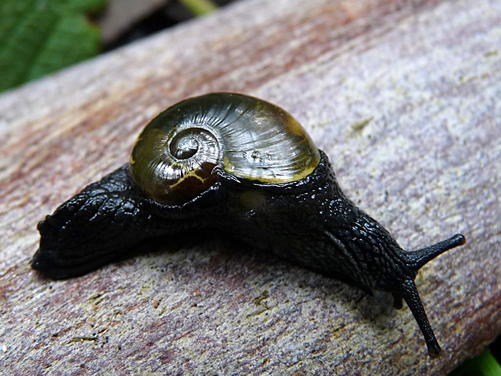 Bushranger Snail's pace