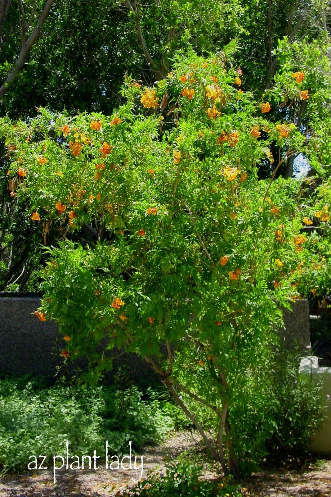 An Orange Monday Morning.... Ramblings from a Desert Garden