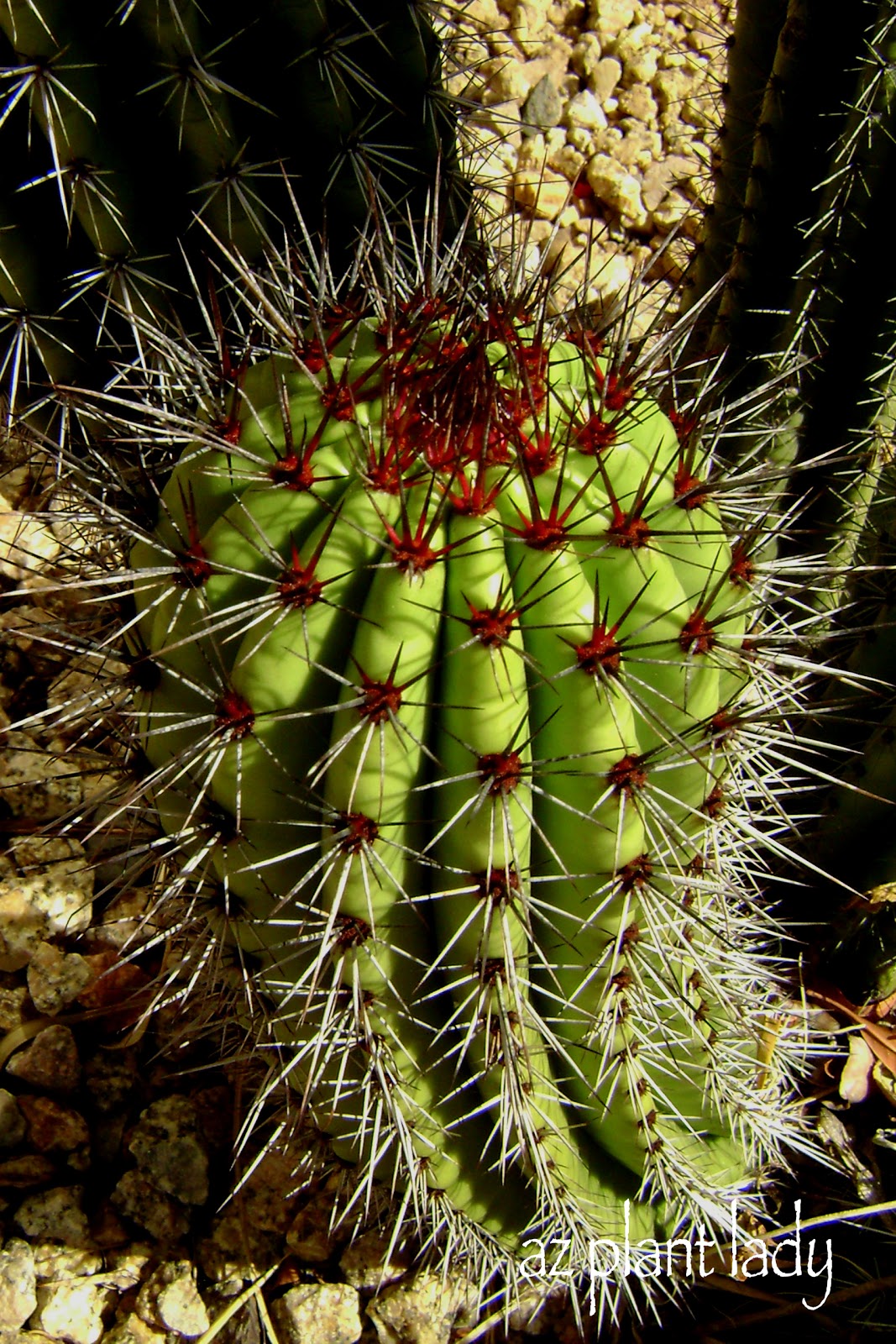 The Cactus That Crawls Across The Desert Amusing Planet