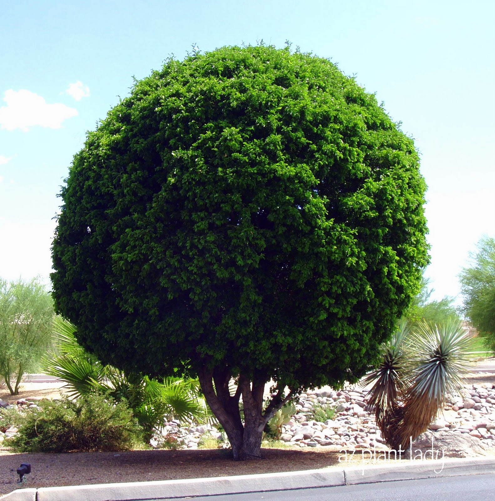 Texas Ebony Tree