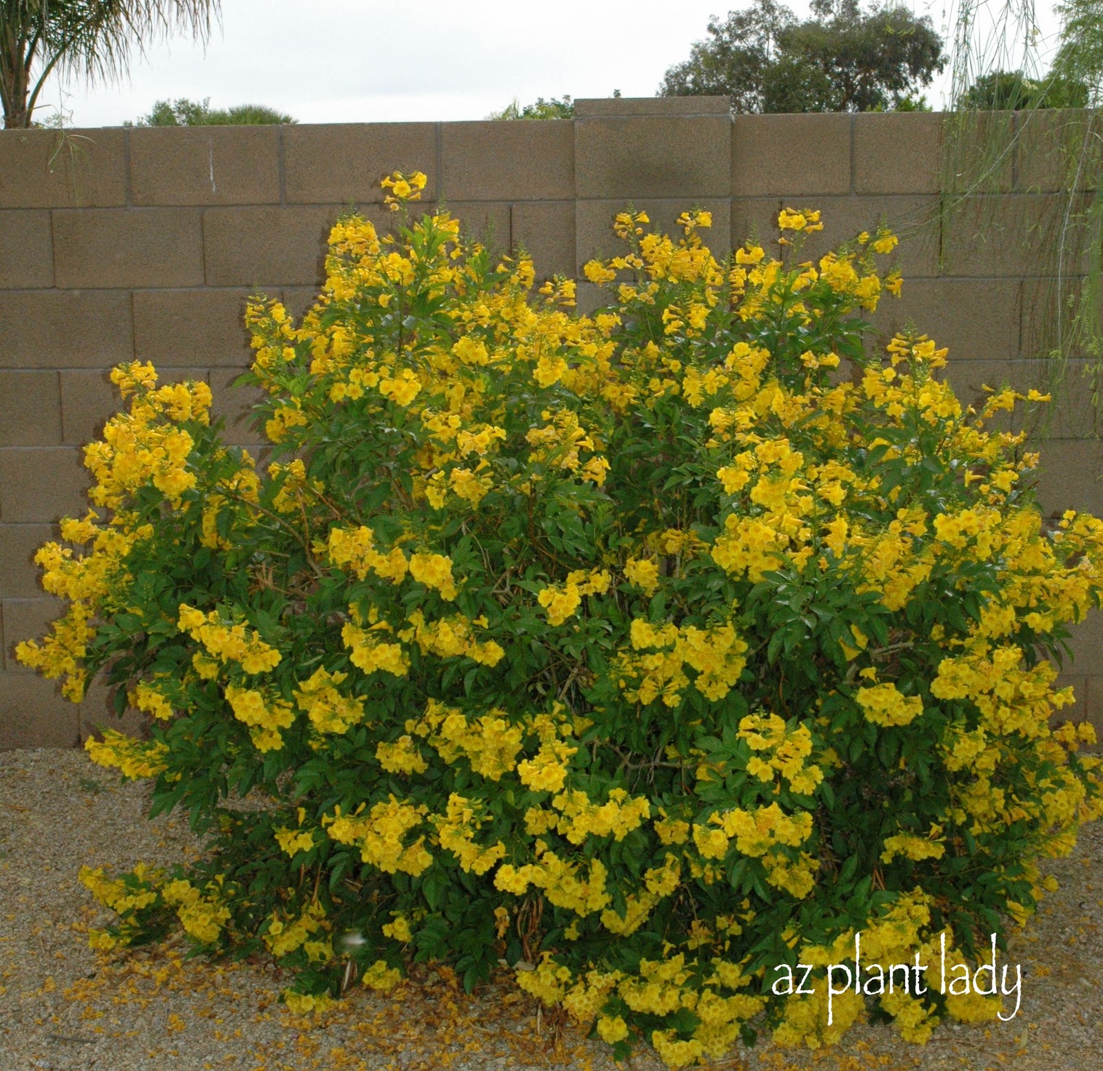 Desertsouthwest Yellow Flowers On Cliff Mellow Yellow 040510