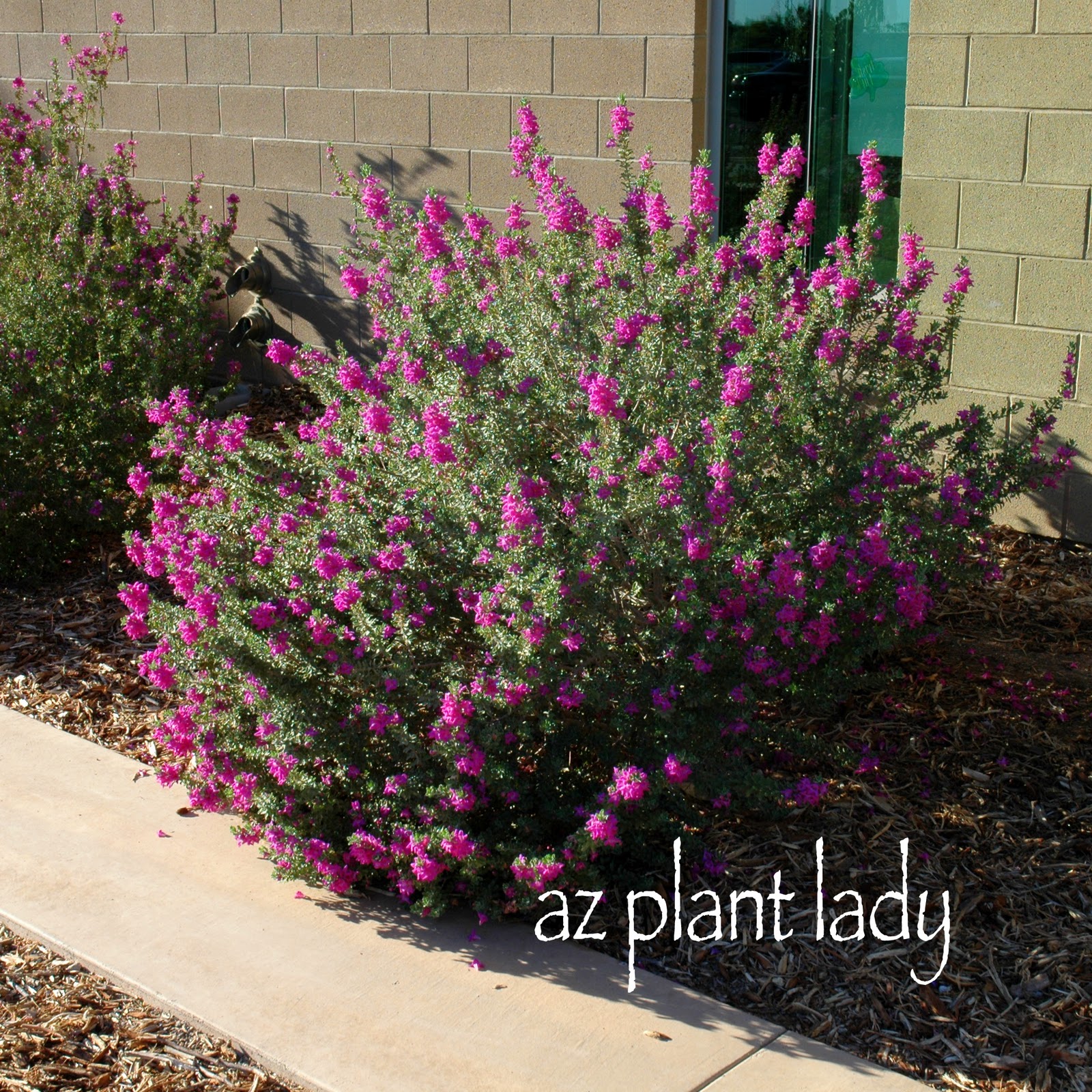 Popular Red Tip Photinias Garden Shrubs Garden Shrubs Plants