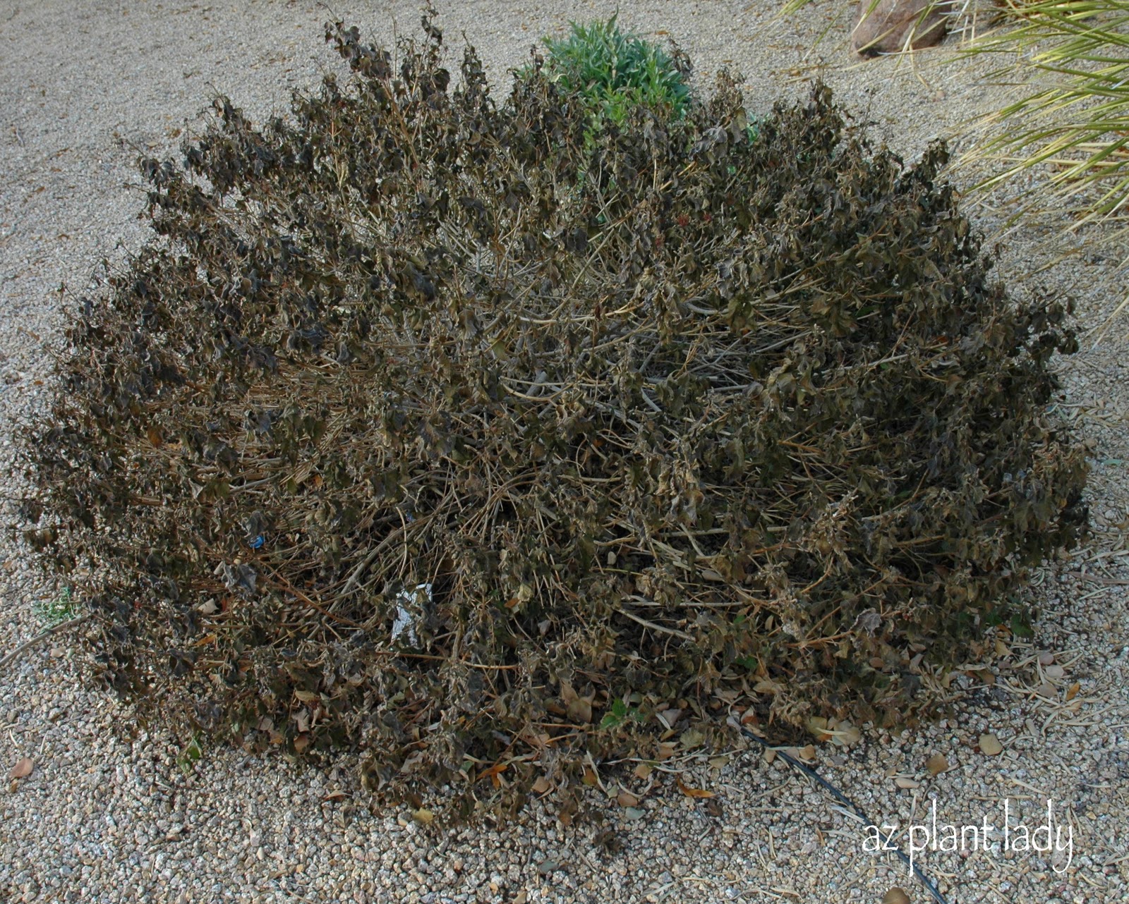 Brown and Crispy.....or Nice and Green? Ramblings from a Desert Garden