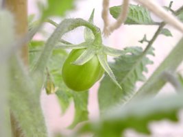 Evolution de notre jardin depuis 2OO5