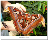 Mariposa Gigante
