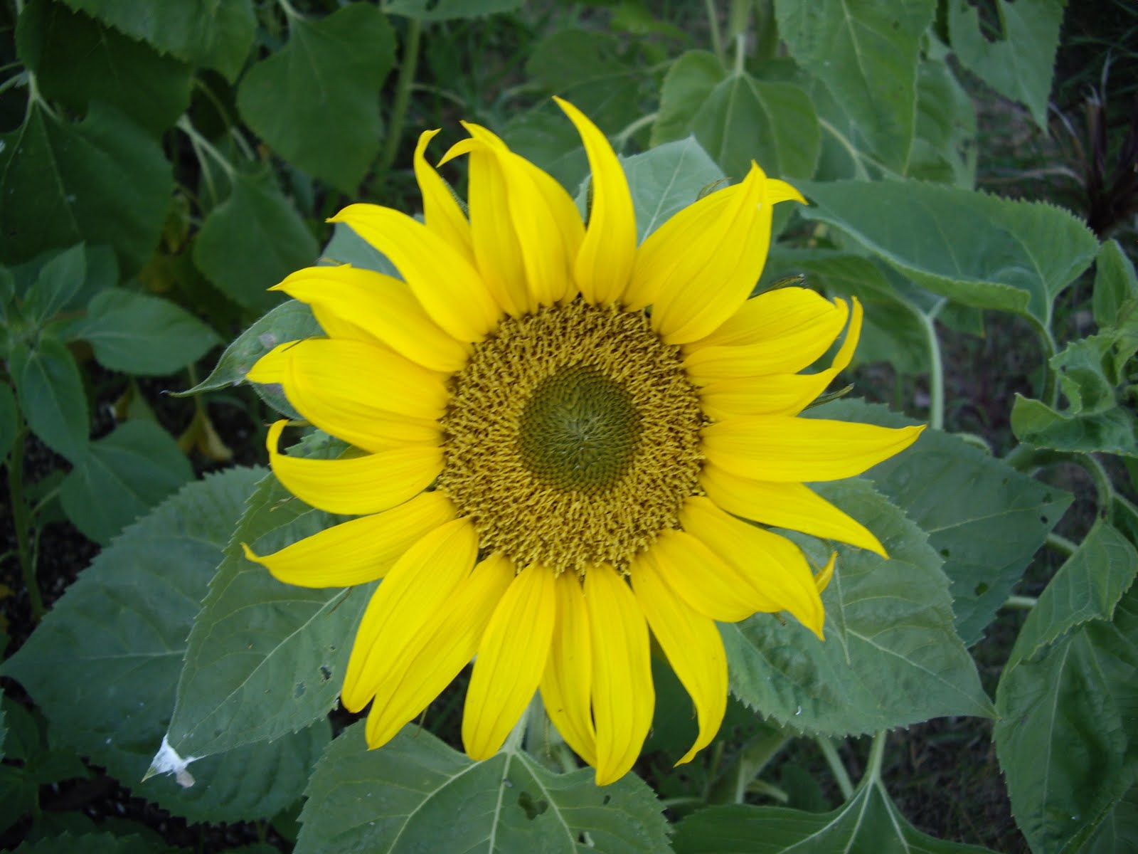 Beautiful Day Pretty things in nature