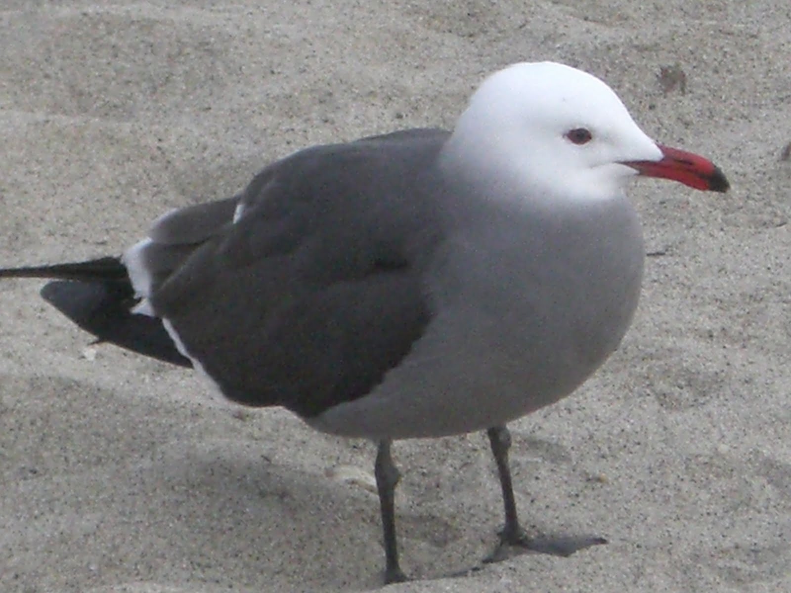 [seagull-day103-march5.jpg]