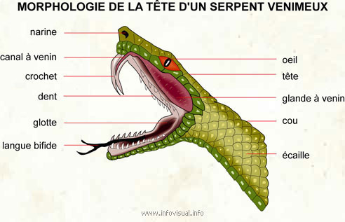 [serpent.jpg]
