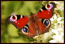 Macro, insecte