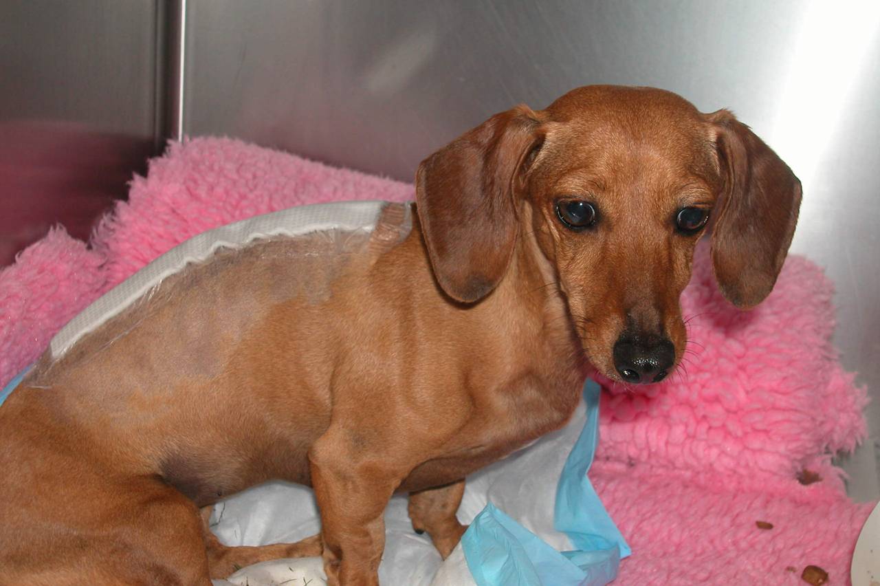 [daschund.jpg]