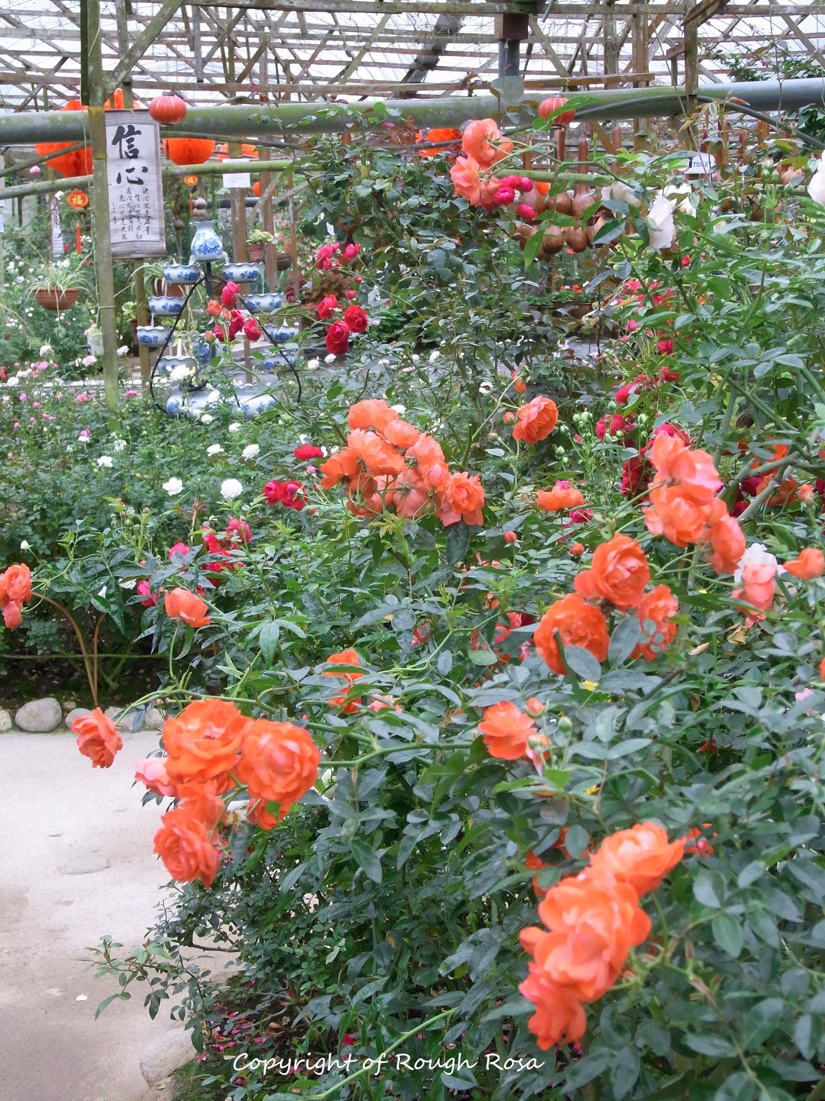 Rosa Sifu Si Pencinta Bunga Mawar Rose Valley at Cameron Highlands