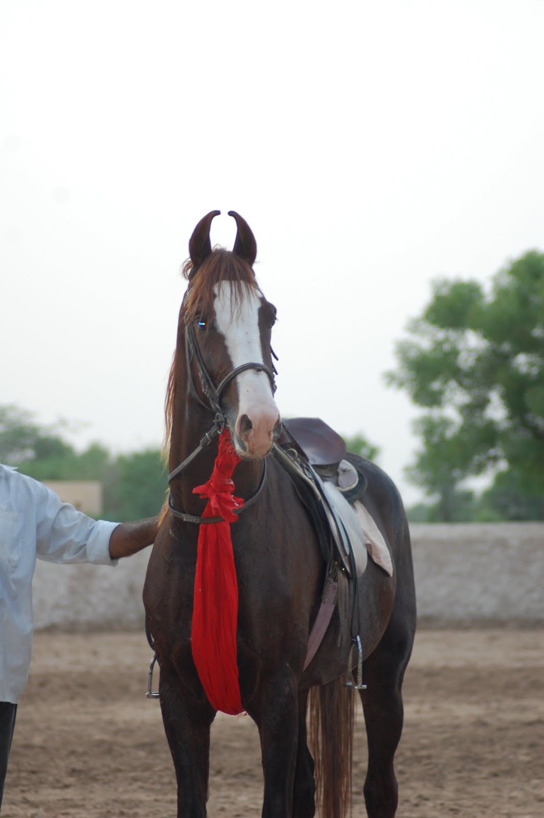 Marwari horse (indigenous horses of india)