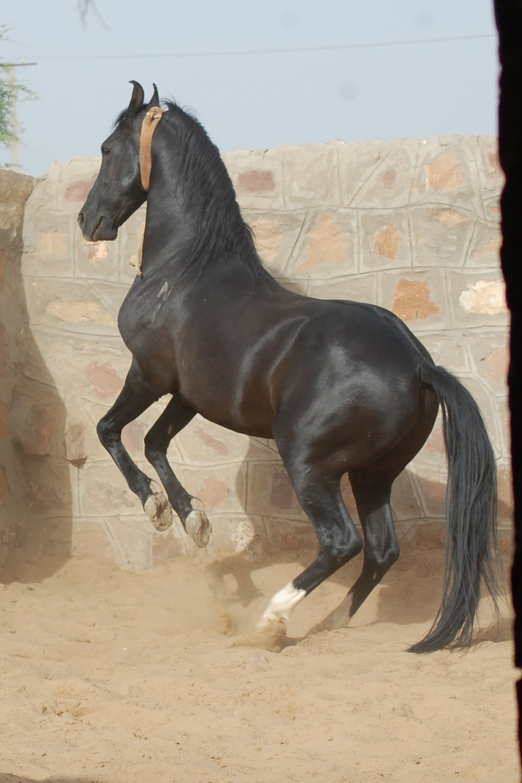 Marwari horse (indigenous horses of india)