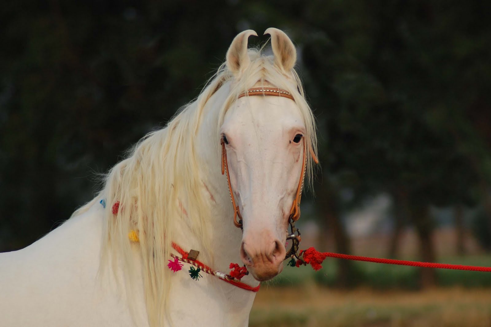 Marwari horse (indigenous horses of india)