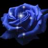 Blue Rose