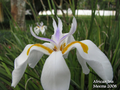 Pruning African Irises