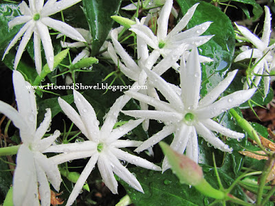 Angel Wing Jasmine
