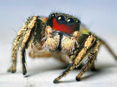 Funny-looking: Dangerous & Funny Spiders