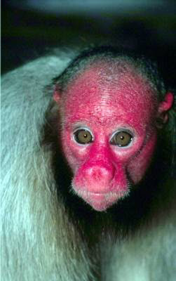 ugly-monkeys2.jpg