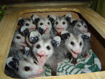 baby_possum3.jpg