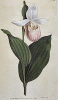 Minnesota Lady Slipper